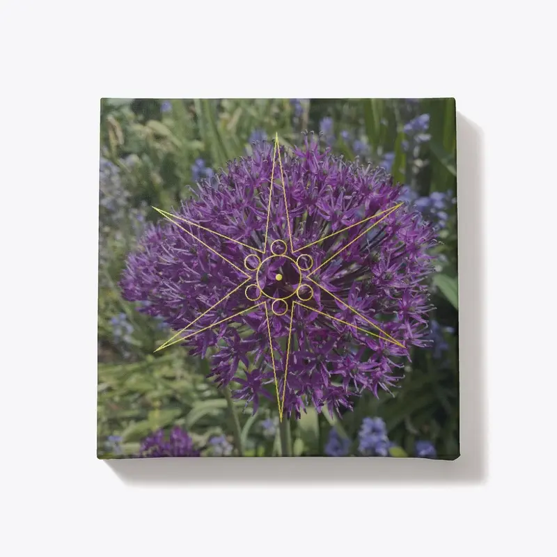 Allium - Galactic Chakra