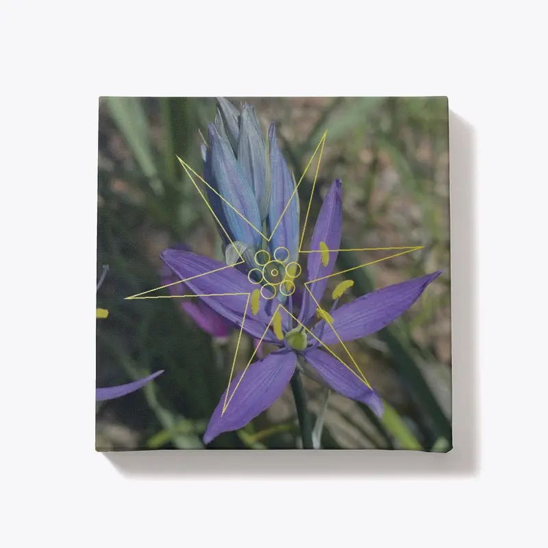 Camas Lily - Stellar Gateway Chakra