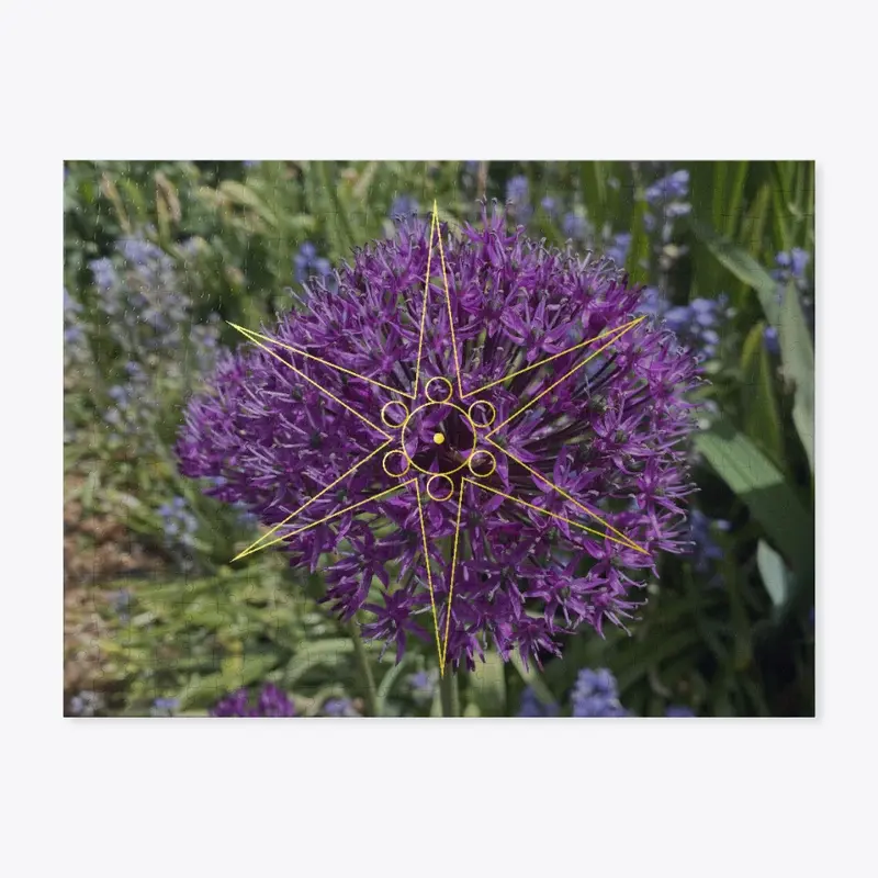 Allium - Galactic Chakra